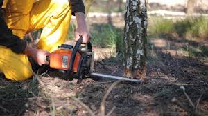 Best Arborist Consultation Services  in Catoosa, OK