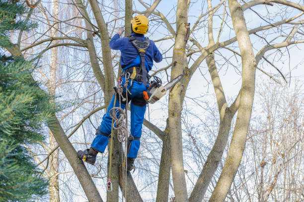 Best Firewood Processing and Delivery  in Catoosa, OK