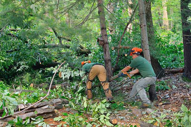 Best Leaf Removal  in Catoosa, OK