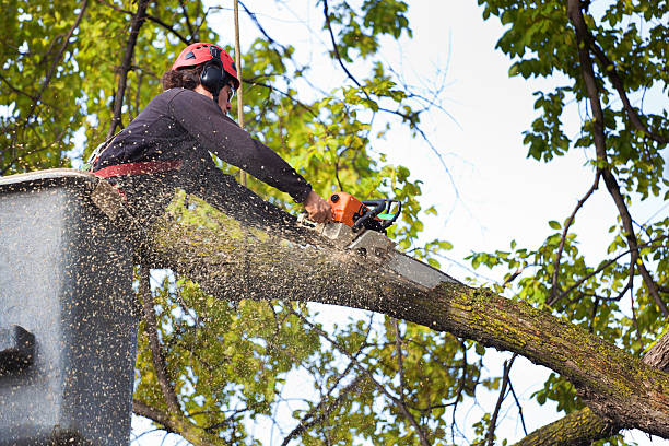 Best Tree Cabling and Bracing  in Catoosa, OK