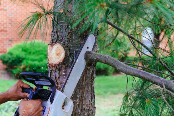 Best Hedge Trimming  in Catoosa, OK